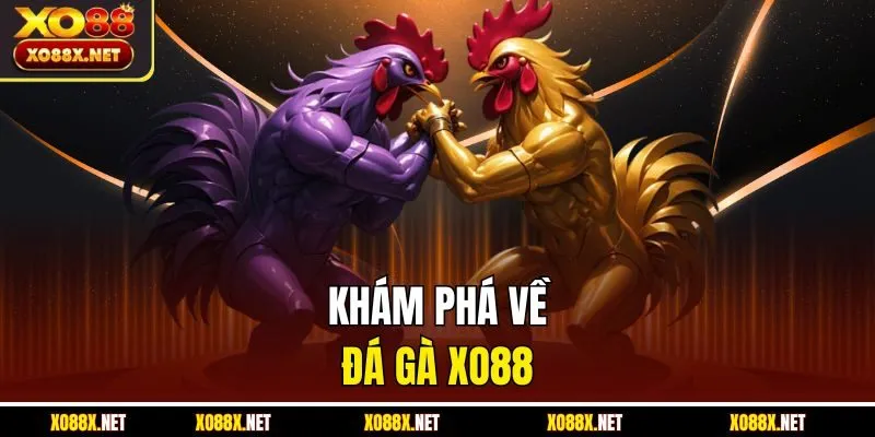 Khám phá về đá gà XO88